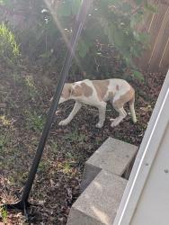 Found/Stray Male Dog last seen Green st, Warner Robins, GA 31093