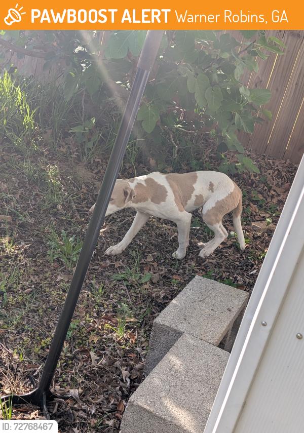 Found/Stray Male Dog last seen Green st, Warner Robins, GA 31093