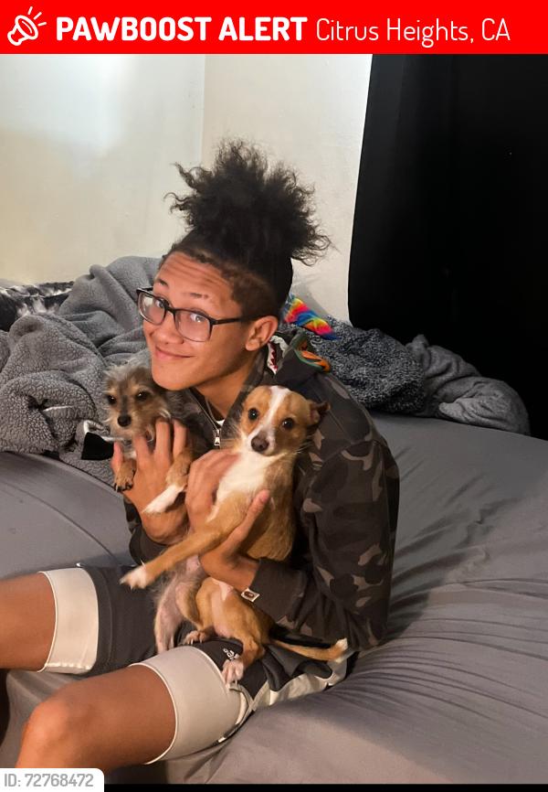 Lost Male Dog last seen Near greenback lane, Citrus Heights, CA 95621
