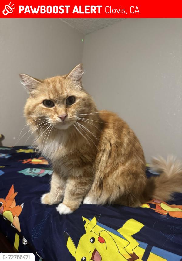 Lost Male Cat last seen Barstow & villa, Clovis, CA 93612