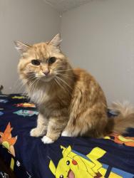 Lost Male Cat last seen Barstow & villa, Clovis, CA 93612