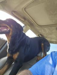 Lost Male Dog last seen Becker rd and botkins, Hockley, TX 77447