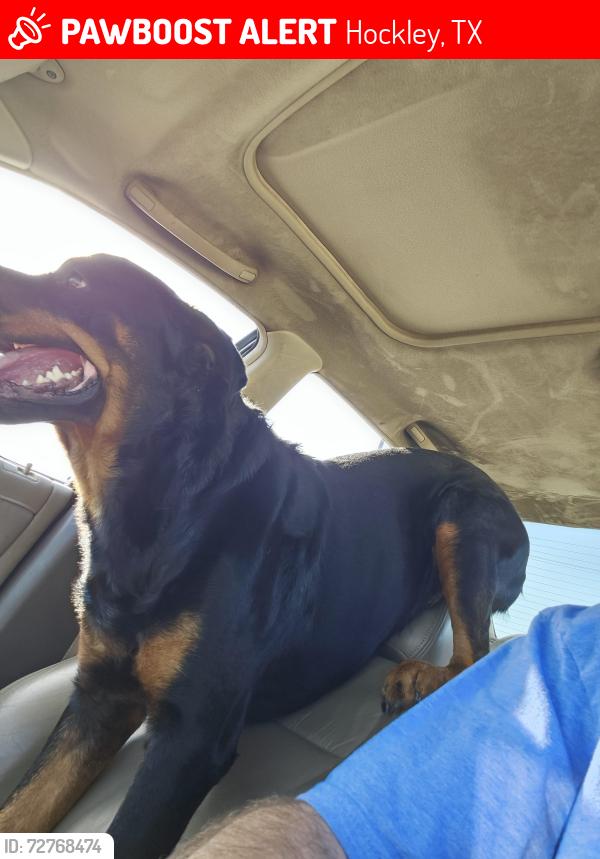 Lost Male Dog last seen Becker rd and botkins, Hockley, TX 77447