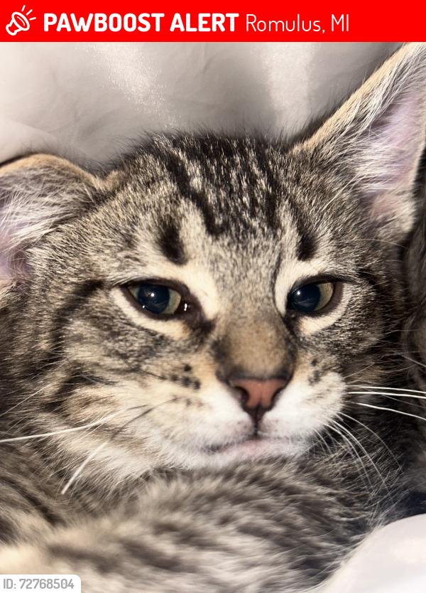 Lost Male Cat last seen Middlebelt and Eureka Rd, Romulus, MI 48174