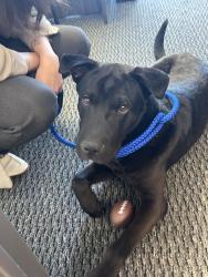 Found/Stray Male Dog last seen Near IH 10 W, San Antonio, TX 78201