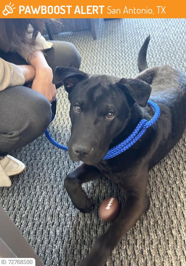 Found/Stray Male Dog last seen Near IH 10 W, San Antonio, TX 78201