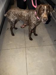 Found/Stray Male Dog last seen Alley Rd, Catawba, NC 28609