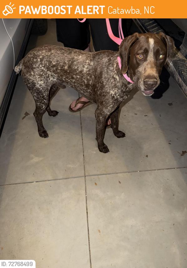 Found/Stray Male Dog last seen Alley Rd, Catawba, NC 28609