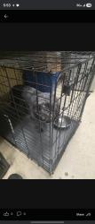 Found/Stray Male Dog last seen Sorrell dr, Florissant, MO 63033
