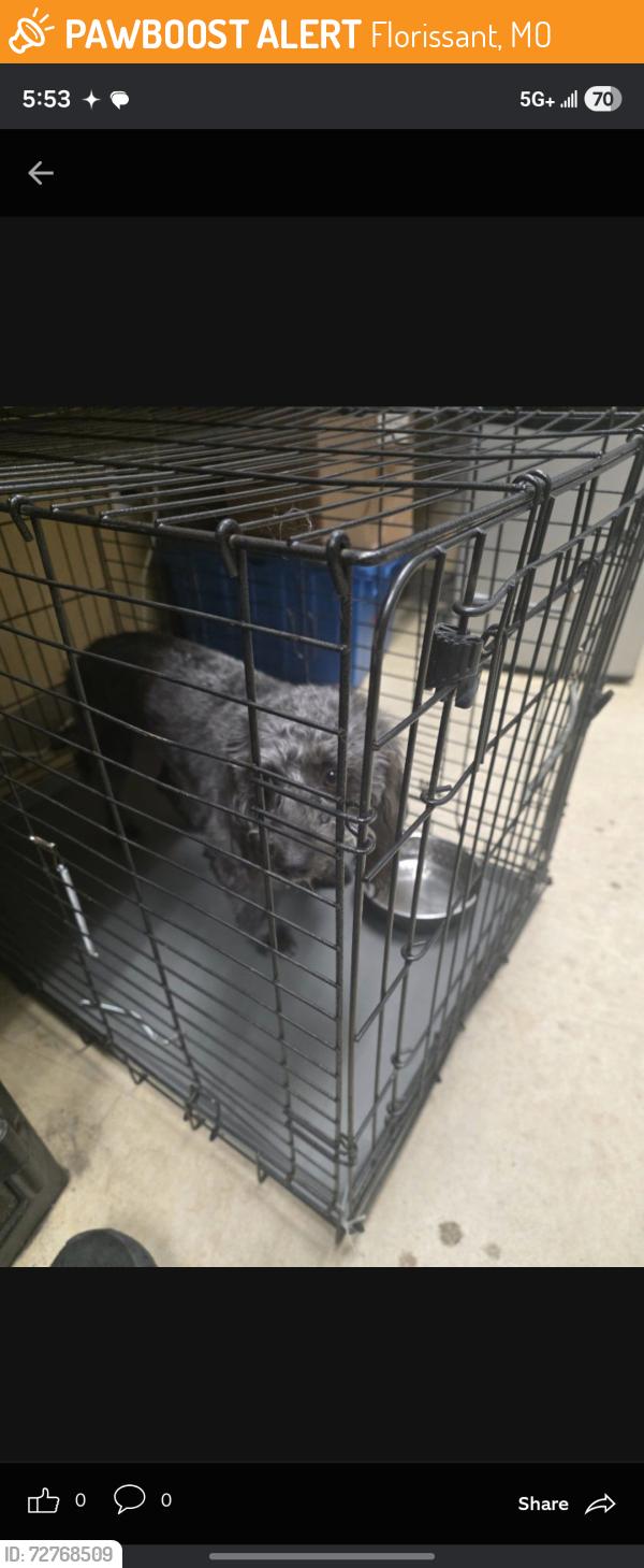 Found/Stray Male Dog last seen Sorrell dr, Florissant, MO 63033
