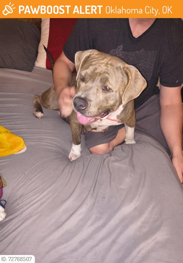 Found/Stray Female Dog last seen SW 59th and Walker , Oklahoma City, OK 73109