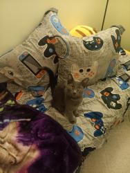 Lost Male Cat last seen Churchwood circle and woodland hills, Colorado Springs, CO 80918