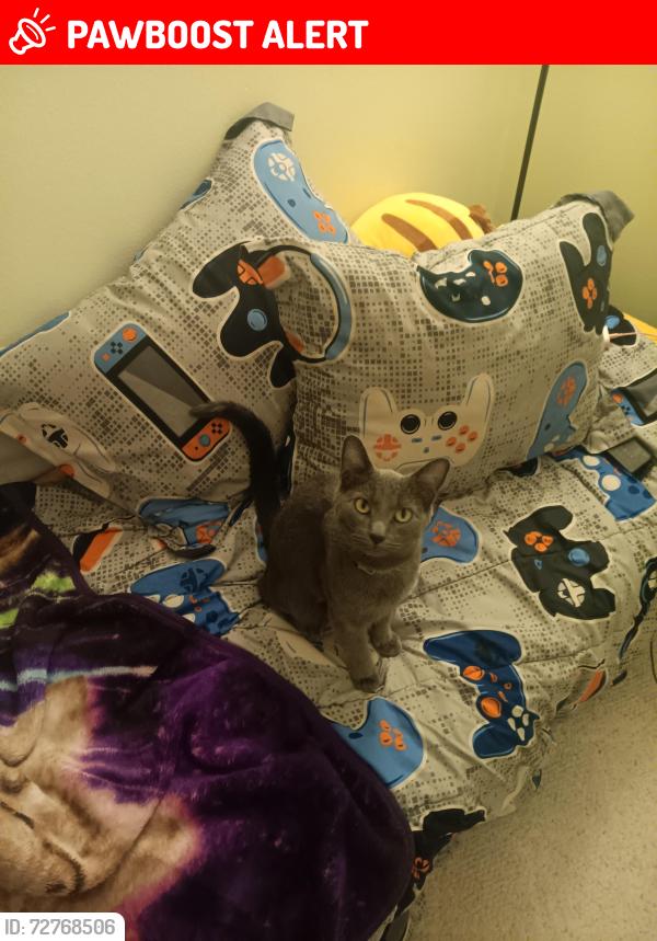Lost Male Cat last seen Churchwood circle and woodland hills, Colorado Springs, CO 80918