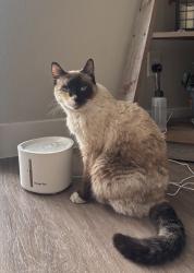 Found/Stray Unknown Cat last seen Resthaven park cemetery, Glendale, AZ 85302