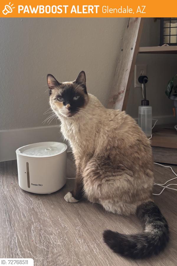 Found/Stray Unknown Cat last seen Resthaven park cemetery, Glendale, AZ 85302