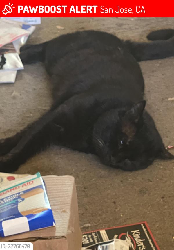 Lost Male Cat last seen Murtha / McGinnis , San Jose, CA 95127