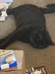 Lost Male Cat last seen Murtha / McGinnis , San Jose, CA 95127