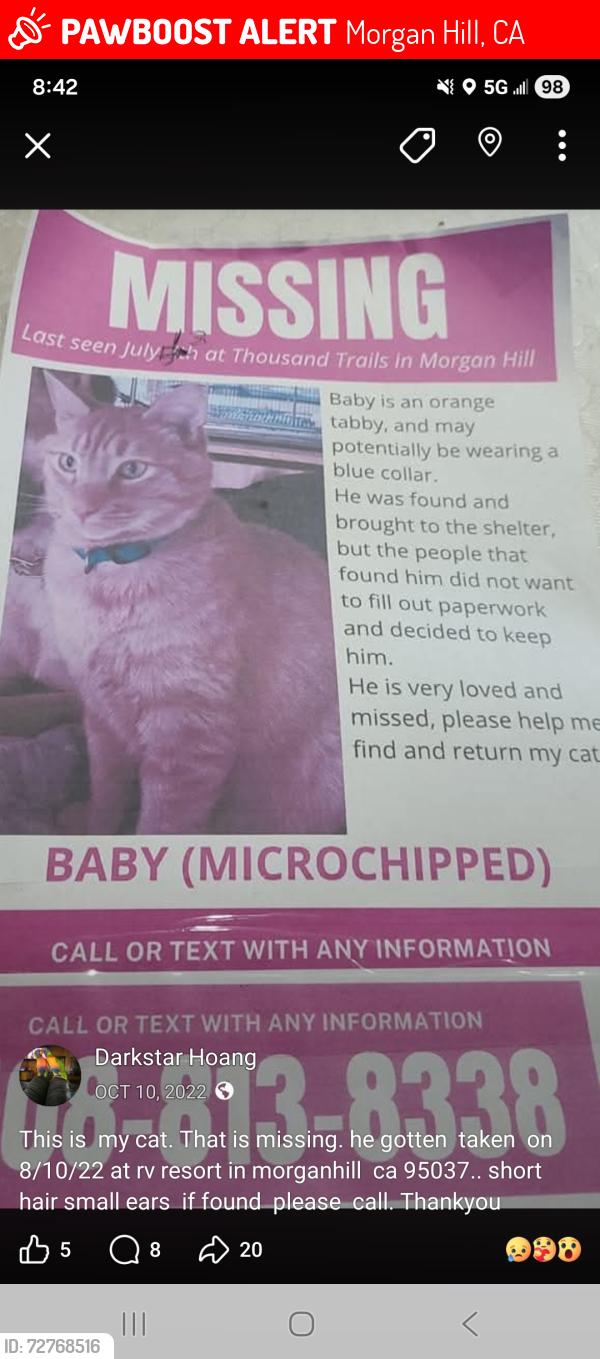 Lost Male Cat last seen Uvas, Morgan Hill, CA 95037