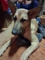 Lost Female Dog last seen Canal by homeDepot on I 10 service road, New Orleans, LA 70128