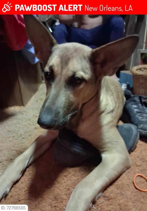 Lost Female Dog last seen Canal by homeDepot on I 10 service road, New Orleans, LA 70128