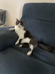 Lost Male Cat last seen Stoneybrook Hills, Alcott Cove, Orange County, FL 32757