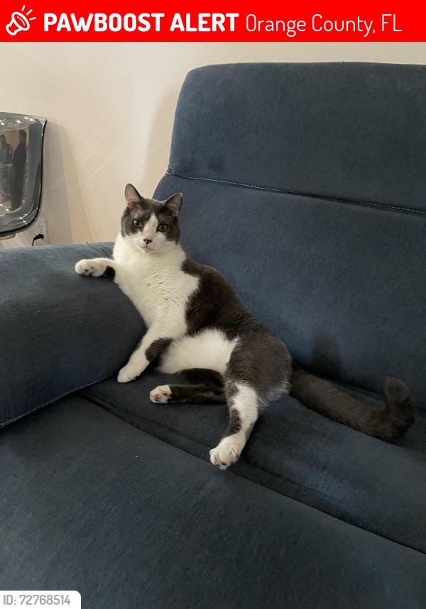 Lost Male Cat last seen Stoneybrook Hills, Alcott Cove, Orange County, FL 32757