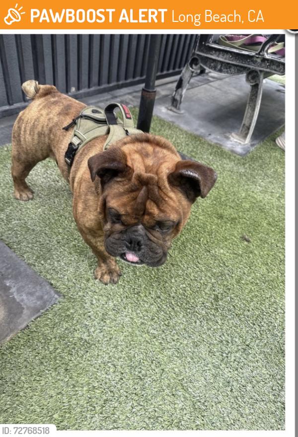 Found/Stray Male Dog last seen Long Beach Pike, Long Beach, CA 90802