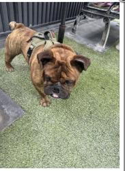 Found/Stray Male Dog last seen Long Beach Pike, Long Beach, CA 90802
