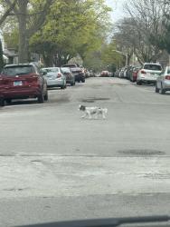 Found/Stray Unknown Dog last seen Roscoe and Overhill , Chicago, IL 60634