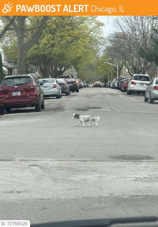 Found/Stray Unknown Dog last seen Roscoe and Overhill , Chicago, IL 60634