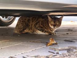 Found/Stray Unknown Cat last seen Hawkscrest, Seminole County, FL 32792