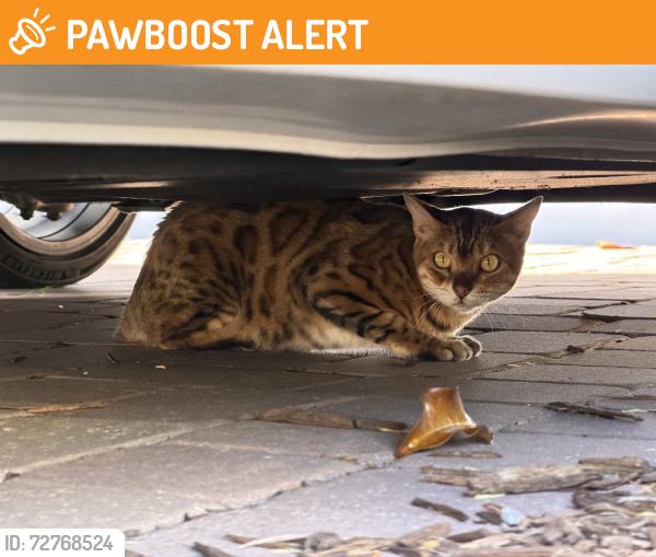 Found/Stray Unknown Cat last seen Hawkscrest, Seminole County, FL 32792