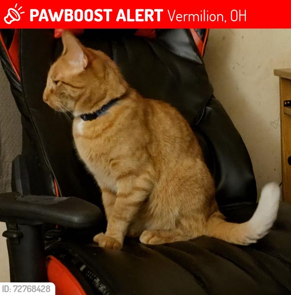 Lost Male Cat last seen South Shore Ct, Vermilion, OH, Vermilion, OH 44089
