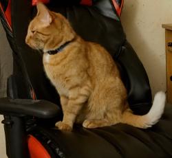 Lost Male Cat last seen South Shore Ct, Vermilion, OH, Vermilion, OH 44089