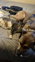 Lost Male Cat last seen Cleland mill rd , New Castle, PA 16102