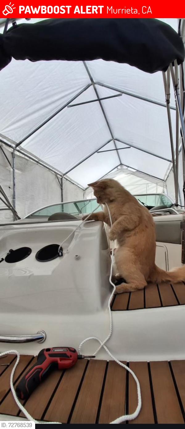 Lost Male Cat last seen Whitewood, Murrieta, CA 92563