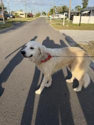 Found/Stray Female Dog last seen Bonita Street Holiday FL, Holiday, FL 34691