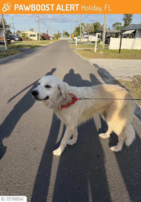 Found/Stray Female Dog last seen Bonita Street Holiday FL, Holiday, FL 34691