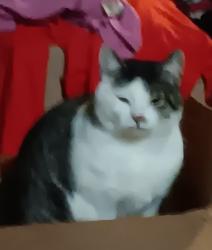 Lost Male Cat last seen Lucerne drive, Spartanburg, SC 29302