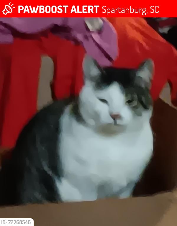 Lost Male Cat last seen Lucerne drive, Spartanburg, SC 29302