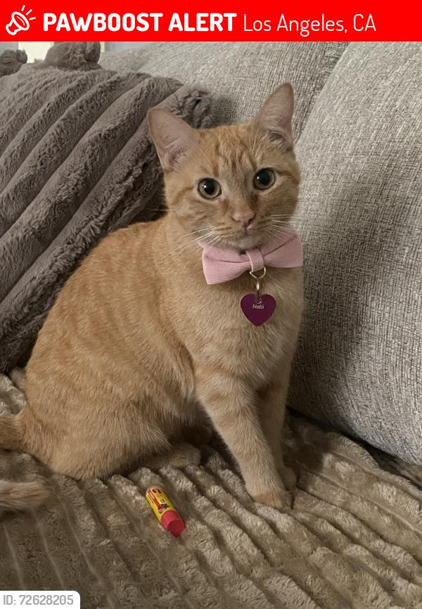 Lost Female Cat last seen S San Pedro and E 60th St., Los Angeles, CA 90003
