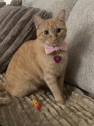 Lost Female Cat last seen S San Pedro and E 60th St., Los Angeles, CA 90003