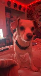 Lost Male Dog last seen Price Rd 85224 , Chandler, AZ 85224