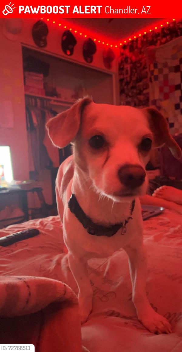 Lost Male Dog last seen Price Rd 85224 , Chandler, AZ 85224