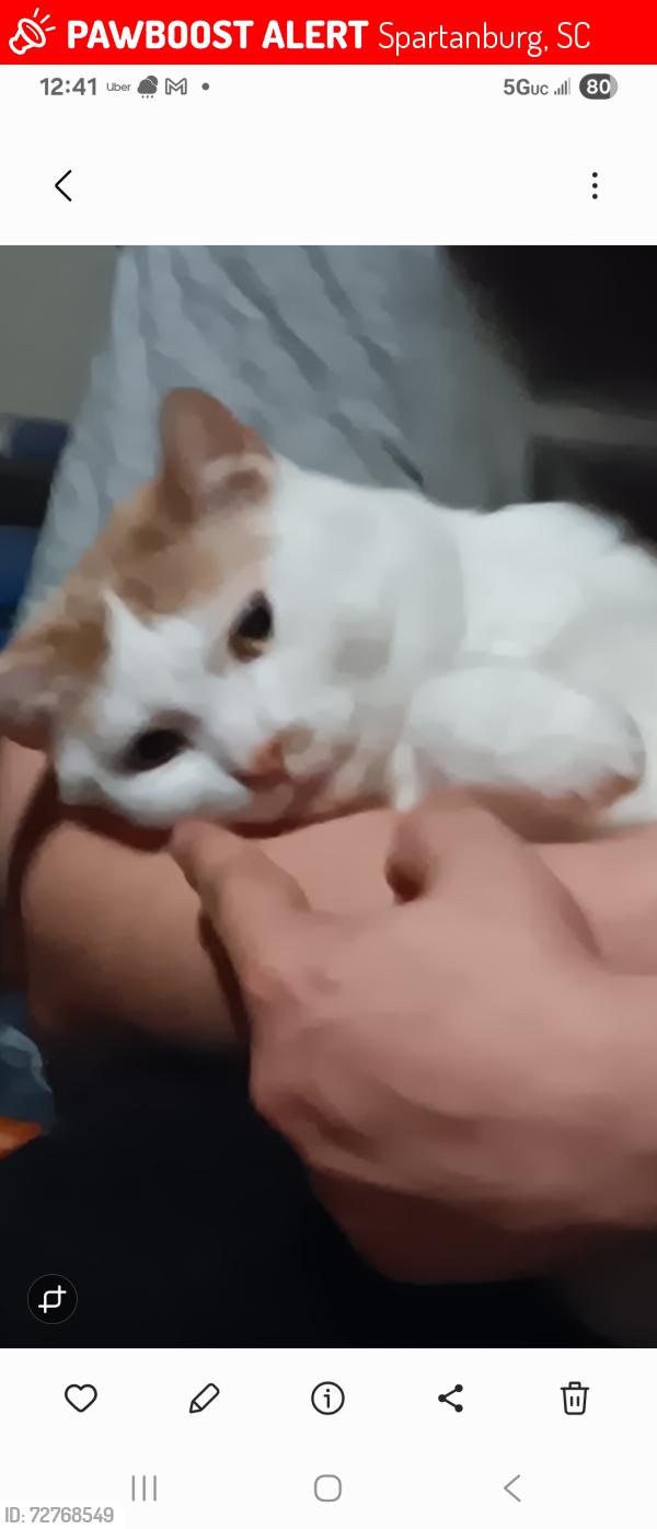 Lost Male Cat last seen Lucerne drive, Spartanburg, SC 29302