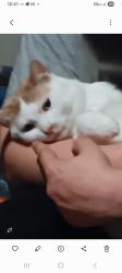 Lost Male Cat last seen Lucerne drive, Spartanburg, SC 29302