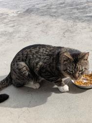 Found/Stray Male Cat last seen 55th Street and Gharret, Missoula, MT 59803