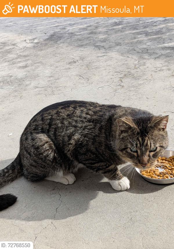 Found/Stray Male Cat last seen 55th Street and Gharret, Missoula, MT 59803