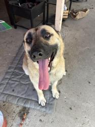 Found/Stray Male Dog last seen Atlantic avenue & Firestone boulevard , South Gate, CA 90280