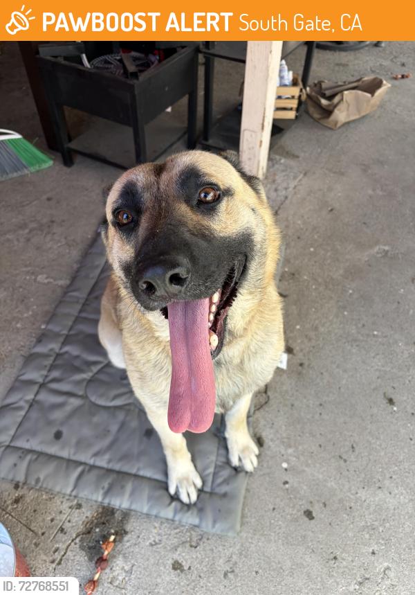 Found/Stray Male Dog last seen Atlantic avenue & Firestone boulevard , South Gate, CA 90280